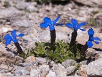 Gentiana orbicularis 40, Saxifraga-Luuk Vermeer