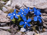 Gentiana orbicularis 41, Saxifraga-Luuk Vermeer