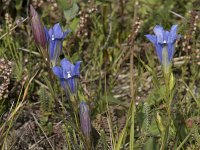 Gentiana pneumonanthe 3, Klokjesgentiaan, Saxifraga-Willem van Kruijsbergen