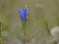 Gentiana pneumonanthe 35, Klokjesgentiaan, Saxifraga-Luuk Vermeer