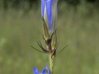 Gentiana pneumonanthe 74, Klokjesgentiaan, Saxifraga-Willem van Kruijsbergen