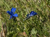 Gentiana pumila 2, Saxifraga-Willem van Kruijsbergen