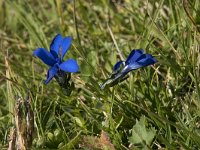 Gentiana pumila 3, Saxifraga-Willem van Kruijsbergen