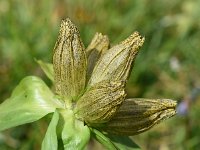 Gentiana punctata 28, Saxifraga-Sonja Bouwman  Gestippelde gentiaan - Gentiana punctata - Gentianaceae familie; Alp Trider (Zw)