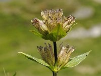 Gentiana punctata 33, Saxifraga-Luuk Vermeer