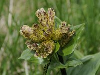 Gentiana punctata 35, Saxifraga-Luuk Vermeer