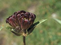 Gentiana purpurea 19, Saxifraga-Ja van der Straaten