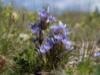 Gentiana ramosa 14, Saxifraga-Luuk Vermeer