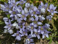 Gentiana ramosa 15, Saxifraga-Luuk Vermeer