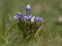 Gentiana ramosa 16, Saxifraga-Luuk Vermeer