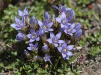 Gentiana ramosa 17, Saxifraga-Luuk Vermeer