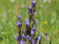 Gentiana ramosa 28, Saxifraga-Luuk Vermeer