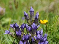 Gentiana ramosa 30, Saxifraga-Luuk Vermeer