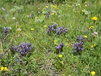 Gentiana ramosa 31, Saxifraga-Luuk Vermeer