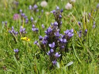 Gentiana ramosa 32, Saxifraga-Luuk Vermeer