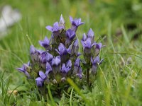 Gentiana ramosa 33, Saxifraga-Luuk Vermeer