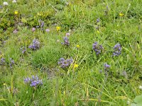 Gentiana ramosa 34, Saxifraga-Luuk Vermeer