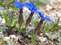 Gentiana schleicheri 2, Saxifraga-Luuk Vermeer