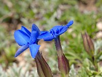 Gentiana schleicheri 4, Saxifraga-Luuk Vermeer