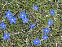 Gentiana tergestina 2, Saxifraga-Jasenka Topic