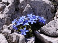 Gentiana terglouensis 21, Saxifraga-Luuk Vermeer