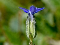 Gentiana utriculosa 14, Saxifraga-Sonja Bouwman  Gentiana utriculosa - Gentianaceae familie