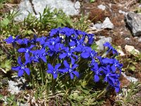 Gentiana verna 102, Saxifraga-Harry Jans