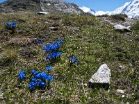 Gentiana verna 104, Saxifraga-Luuk Vermeer