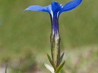 Gentiana verna 105, Saxifraga-Luuk Vermeer