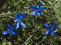 Gentiana verna 118, Saxifraga-Willem van Kruijsbergen