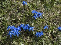 Gentiana verna 122, Saxifraga-Willem van Kruijsbergen