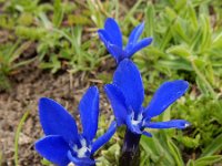 Gentiana verna ssp pontica 108, Saxifraga-Ed Stikvoort