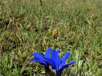 Gentiana verna ssp pontica 111, Saxifraga-Ed Stikvoort