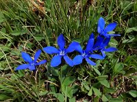 Gentiana verna ssp pontica 113,  Saxifraga-Ed Stikvoort