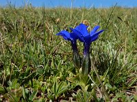 Gentiana verna ssp pontica 114, Saxifraga-Ed Stikvoort