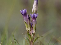 Gentianella amarella 15, Slanke gentiaan, Saxifraga-Luuk Vermeer