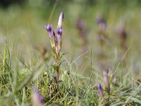 Gentianella amarella 16, Slanke gentiaan, Saxifraga-Luuk Vermeer