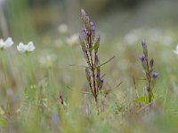 Gentianella amarella 18, Slanke gentiaan, Saxifraga-Luuk Vermeer