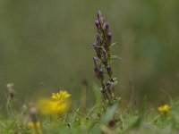 Gentianella amarella 21, Slanke gentiaan, Saxifraga-Luuk Vermeer