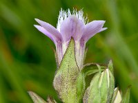 Gentianella aspera 3, Saxifraga-Sonja Bouwman  Gentianella aspera - Gentianaceae familie