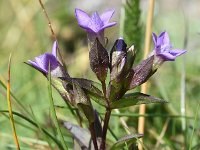 Gentianella campestris 12, Saxifraga-Sonja Bouwman  Veldgentiaan - Gentianella campestris - Gentianaceae familie