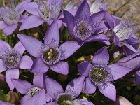 Gentianella campestris 9, Veldgentiaan, Saxifraga-Harry Jans