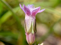 Gentianella engadinensis 2, Saxifraga-Sonja Bouwman  Gentianella engadinensis- Gentianacea familie