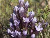 Gentianella germanica 12, Duitse gentiaan, Saxifraga-Willem van Kruijsbergen