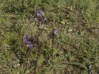 Gentianella germanica 13, Duitse gentiaan, Saxifraga-Willem van Kruijsbergen