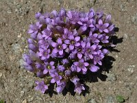 Gentianella germanica 14, Duitse gentiaan, Saxifraga-Harry Jans