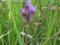 Gentianella germanica 2, Duitse gentiaan, Saxifraga-Rutger Barendse