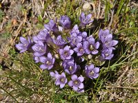 Gentianella germanica 20, Duitse gentiaan, Saxifraga-Harry Jans