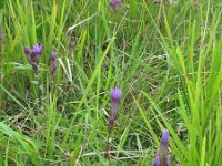 Gentianella germanica 3, Duitse gentiaan, Saxifraga-Rutger Barendse