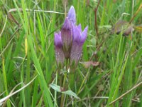 Gentianella germanica 4, Duitse gentiaan, Saxifraga-Rutger Barendse